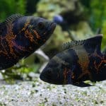 10 прелепих врста рибарских натписа Осцар