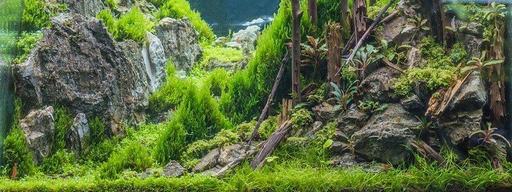 Услови за резервоар патуљасте длаке