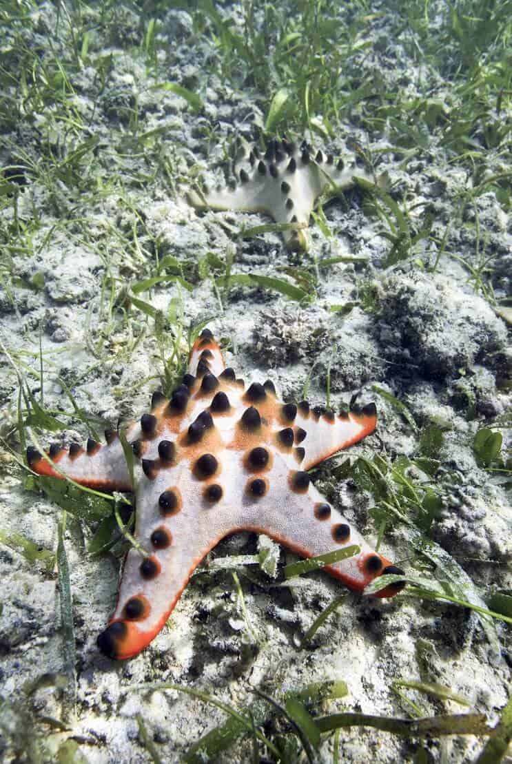 Чоколадни чип морска звезда